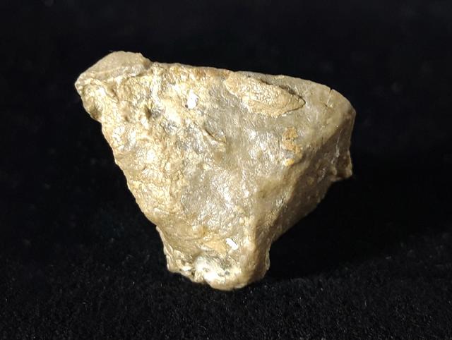 Goniophyllum pyramidale (HISINGER 1831) - Bild © FossNet FossilienStore